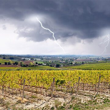 Dossier spécial : les assurances climatiques, une protection essentielle pour le secteur viticole
